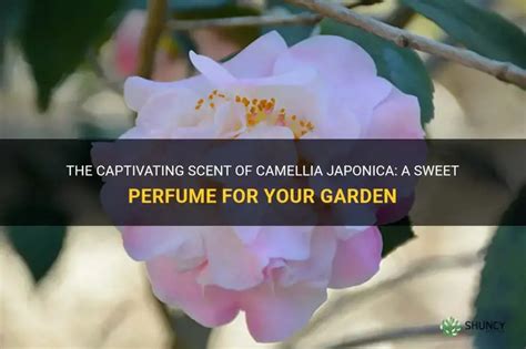 sweet camellia perfume|camellia japonica high fragrance.